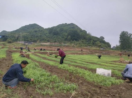 安龍縣農(nóng)業(yè)產(chǎn)業(yè)結(jié)構(gòu)調(diào)整 高粱種植2200余畝引領(lǐng)農(nóng)業(yè)培育新路徑