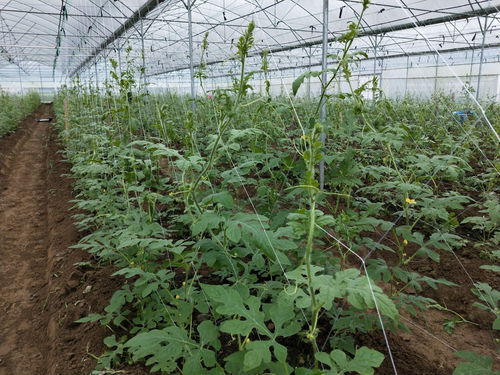 新豐龍頭企業帶動四鎮四十余村農業種植發展