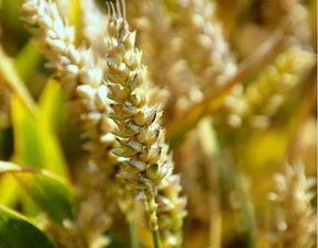 未來農業的6種趨勢 這才是農民向往的事業