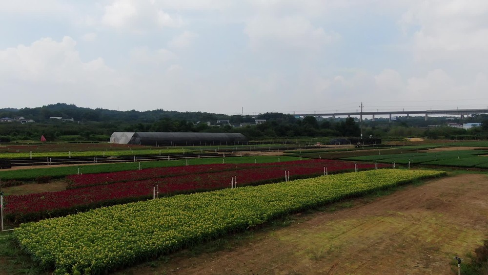 鄉(xiāng)村田園農(nóng)業(yè)種植的現(xiàn)代發(fā)展與價(jià)值