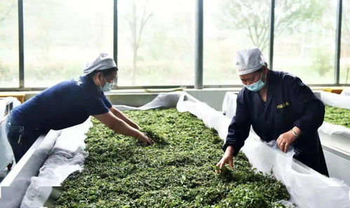 六盤水綠茶 喝著喝著，春天就來了