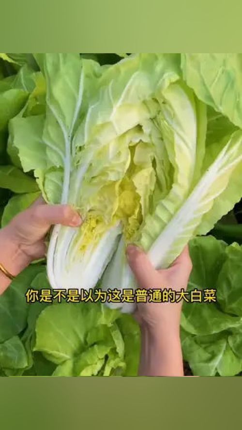 今春種快菜，輕松收獲優質葉菜