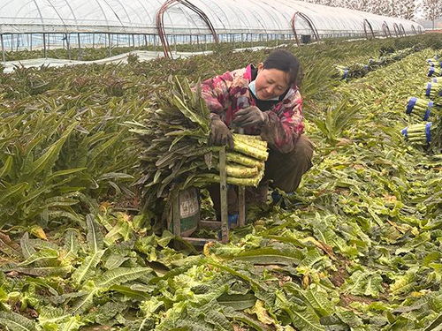 臨沂郯城 紅花鎮萵苣豐收價遇“寒流”，訂單農業巧解農民增收難題