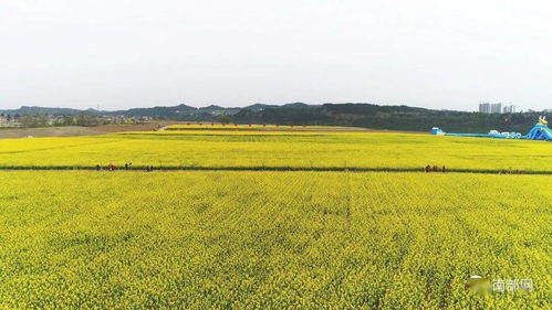 震撼！南部農業播種現場展現科技魅力，網友驚呼 農業已進入“未來模式”