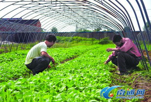 定鼎農業 聚焦農業行情與種養技術，助力農民致富與農企發展