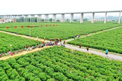 科技引領，智慧農業培育新篇章——△市農業農村局推進現代農業發展紀實