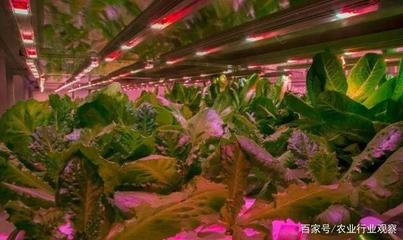 植物工廠 盈利困局中的消費趨勢與未來價值