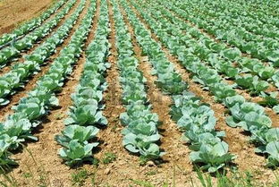 探索農(nóng)業(yè)之美 cabbage heads正版圖像與123rf中國高質量免版稅圖像庫