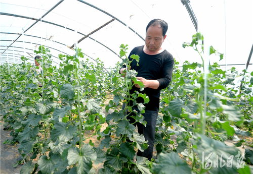 河北南和 特色種植鋪就致富路，精準培育賦能新農(nóng)業(yè)