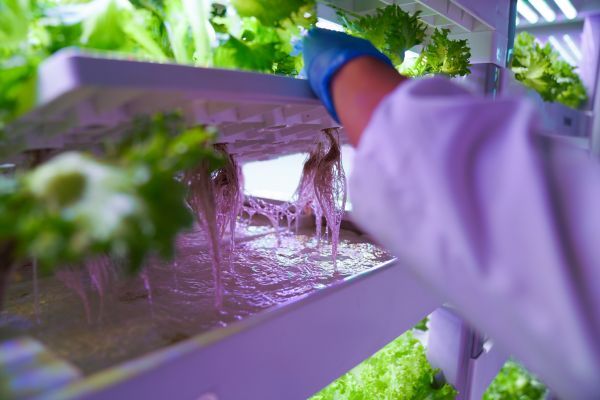 從一人到眾人 聯(lián)合國新聞關注中國農(nóng)業(yè)數(shù)字轉型下的種植變革