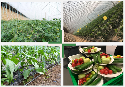 智能科技賦能，百譽農(nóng)業(yè)引領(lǐng)園區(qū)現(xiàn)代化新篇章