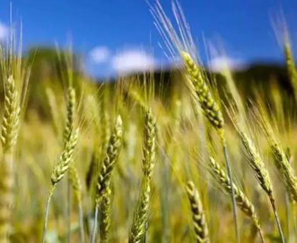 農(nóng)業(yè)種植補貼的五類核心政策，你必須了解！