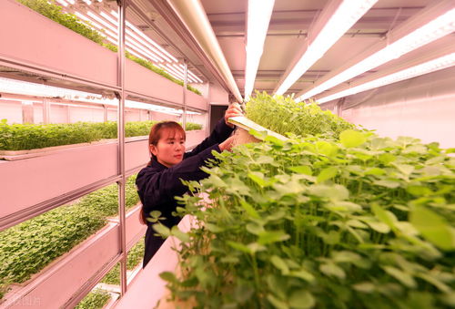 打破食品生產的界限 集裝箱農場如何重塑農業培育新模式
