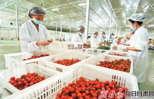 張掖戈壁農業 昔日不毛地，今朝增收田